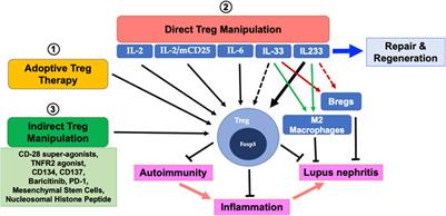 Targeting Regulatory T Cells for Therapy of Lupus Nephritis